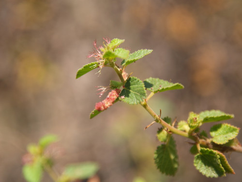 Acalypha californica flowers/foliage