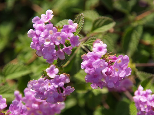 Lantana montevidensis flowers/flowers close-up