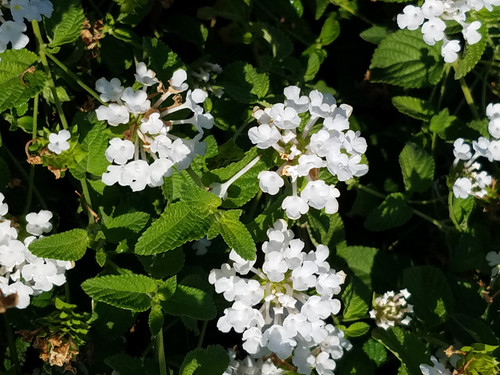 Lantana montevidensis 'White' flowers/foliage close-up/foliage