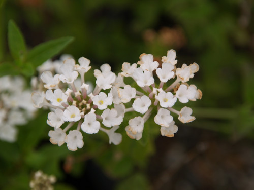 Lantana montevidensis 'White' flowers close-up
