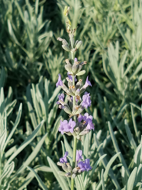 Lavandula angustifolia flowers close-up