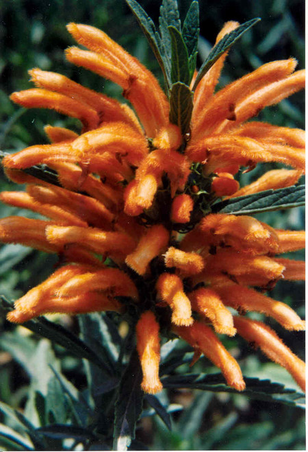 Leonotis leonurus flowers close-up