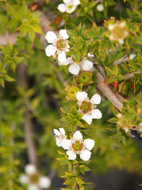 Leptospermum horizontalis flowers close-up