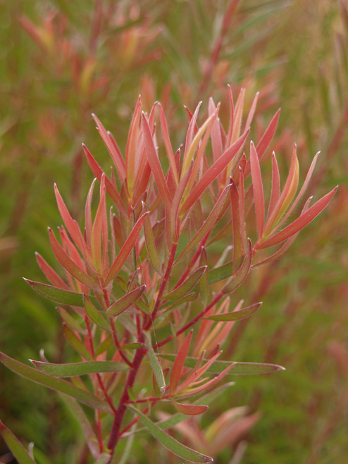 Leucadendron salignum 'Little Red' foliage close-up/foliage