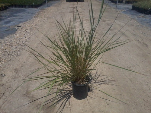 Leymus condensatus (Elymus) habit