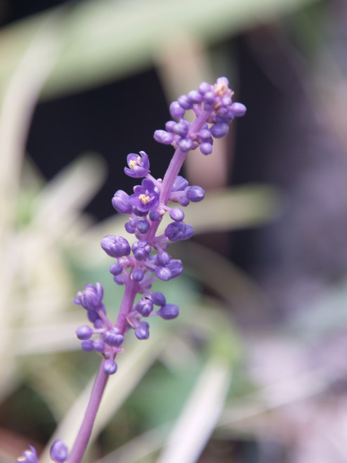 Liriope muscari 'Variegated' flowers close-up