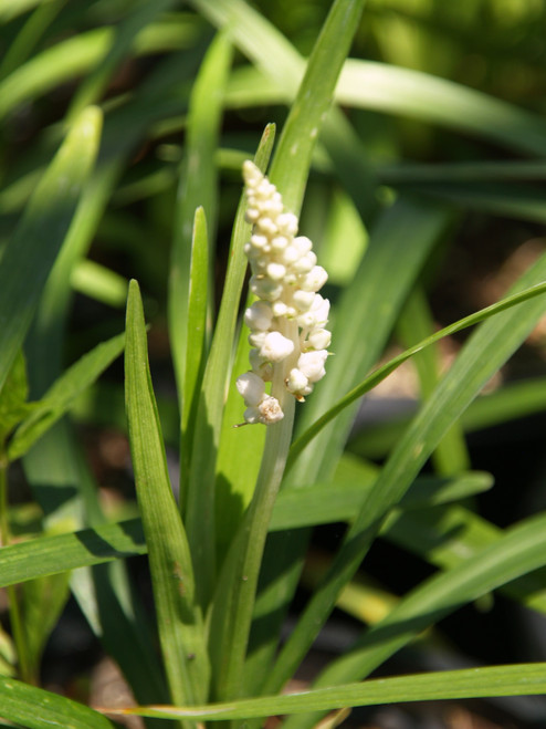 Liriope 'Monroe White' 1g