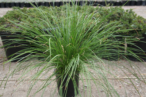 Lomandra 'Breeze' foliage/habit