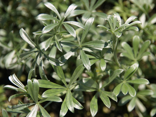 Lupinus chamissonis foliage close-up