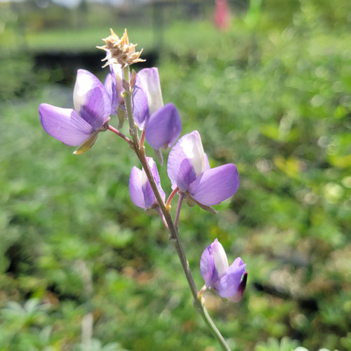 Lupinus longifolius flowers close-up
