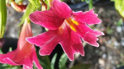 Mimulus 'Jelly Bean Dark Pink' PPAF (Diplacus)