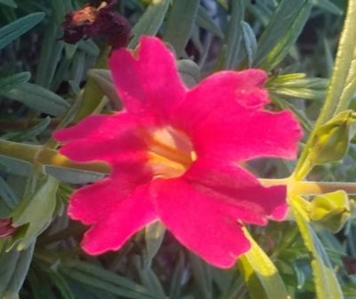Mimulus 'Jelly Bean Red' (Diplacus) 1g