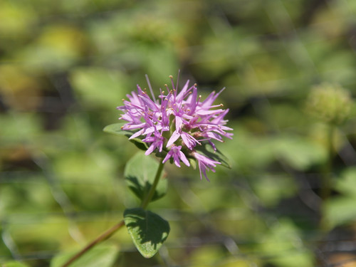 Monardella antonina flowers close-up