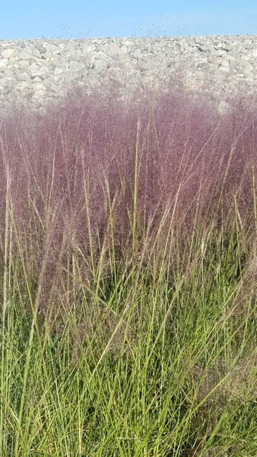 Muhlenbergia capillaris flowers close-up