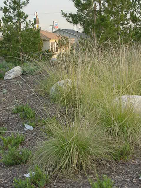 Muhlenbergia rigens 4"