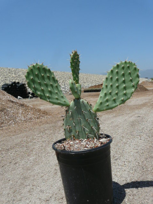 Opuntia littoralis 1g