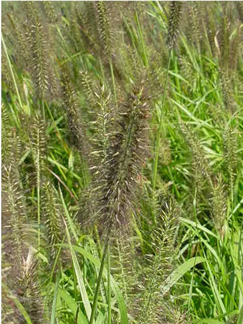 Pennisetum alopecuroides 'Moudry' 1g