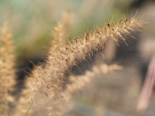 Pennisetum orientale 'Karley Rose' 1g