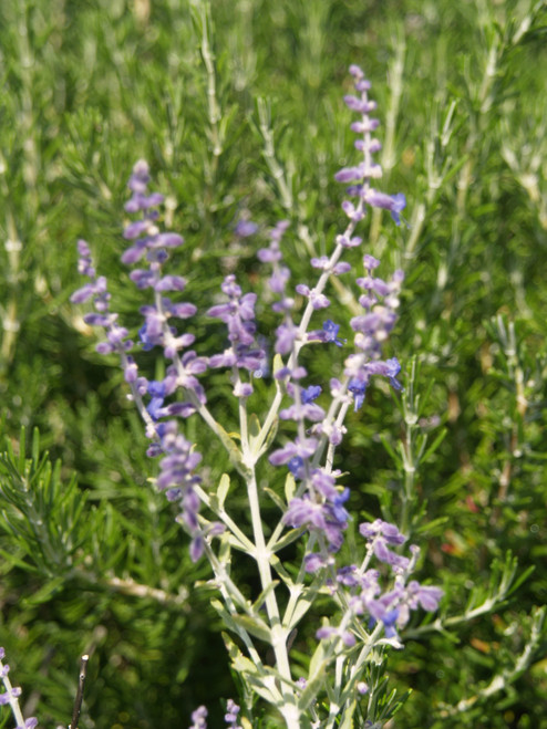 Perovskia 'Little Spire' flowers close-up