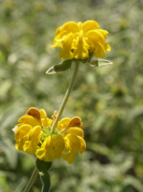 Phlomis fruticosa 5g