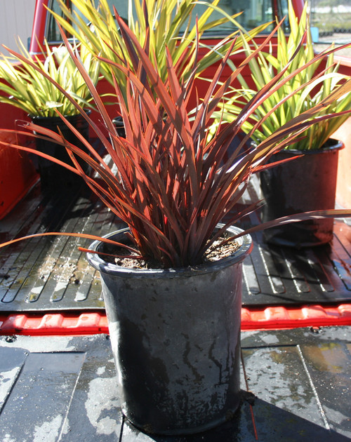 Phormium 'Amazing Red' foliage/habit