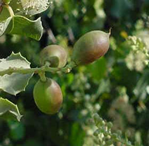Prunus ilicifolia fruit