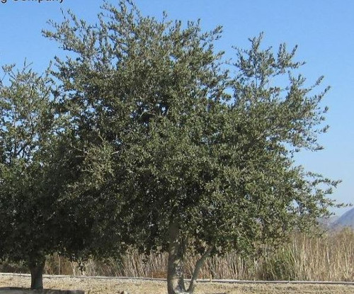 Young Quercus agrifolia landscape