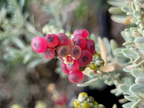 Rhagodia spinescens flower/berries close-up