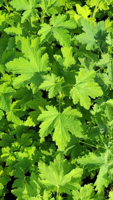 Ribes sanguineum foliage/foliage close-up