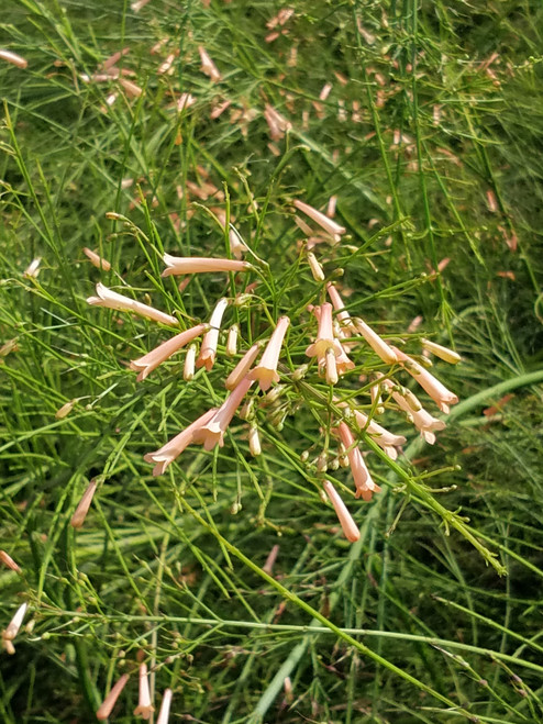 Russelia equisetiformis 'Flamingo Park' flowers