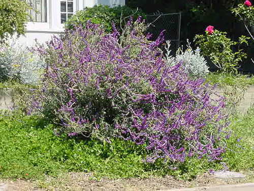 Salvia leucantha landscape/habit