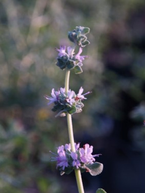 Salvia leucophylla 'Amethyst Bluff' flower close-up