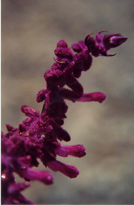 Salvia leucantha ‘Midnight’ flower close-up