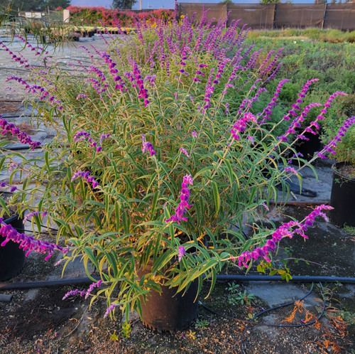 Salvia leucantha 'Santa Barbara' flowers/habit