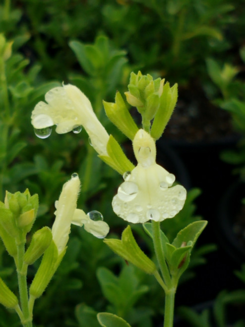 Salvia 'Lemon Light' (PP 24,105) 1g