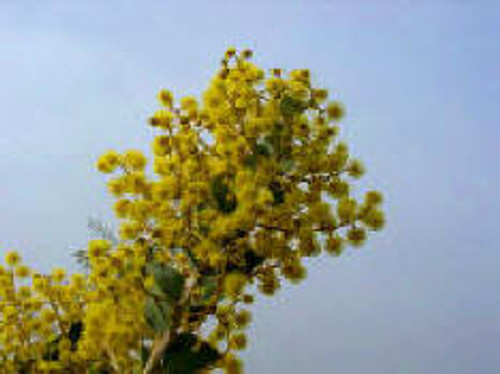 Acacia cultriformis foliage  close-up