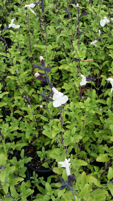 Salvia microphylla x Heatwave™ Glimmer (PP24,155) flower close-up