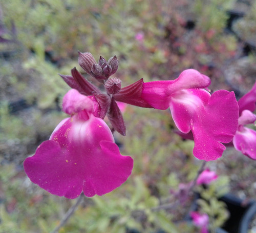 Salvia microphylla x Heatwave™ Sparkle (PP24,154) 1g