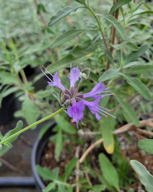 Salvia 'Pozo Blue' flower/flowers close-up