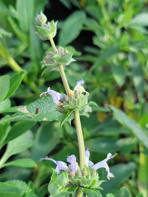 Salvia 'Shirley's Creeper' flowers close-up