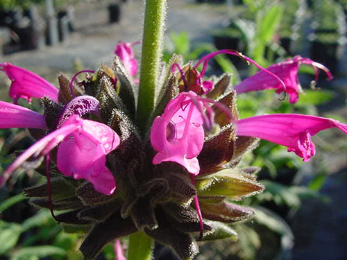 Salvia spathacea flowers close-up