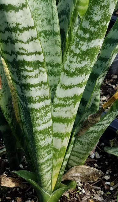 Sansevieria trifasciata 'Black Coral' foliage close-up