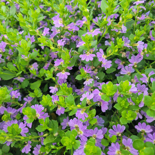 Scaevola 'Mauve Clusters' flowers close-up