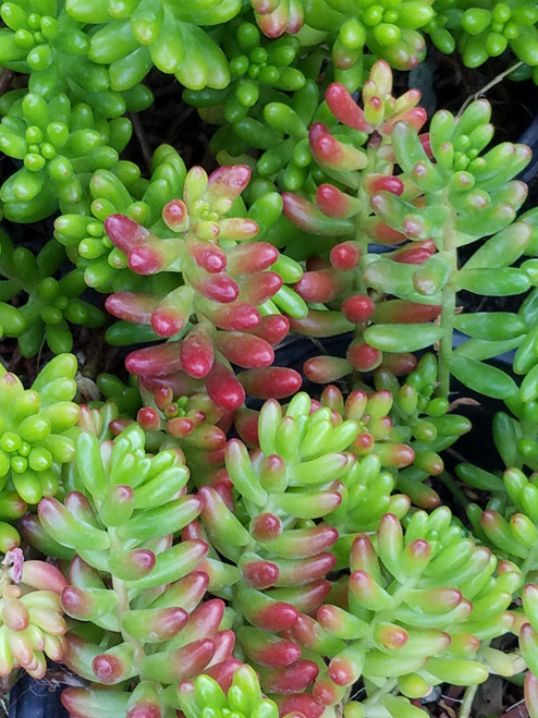 Sedum rubrotinctum foliage close-up