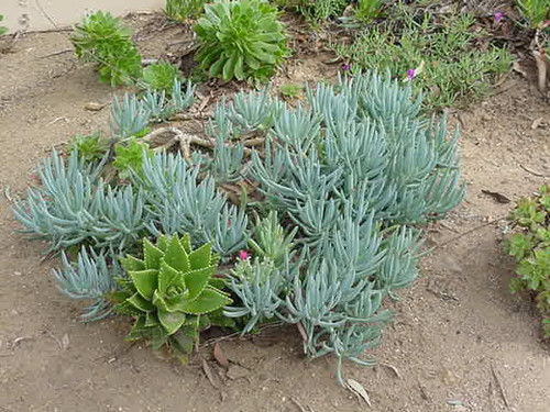 Senecio mandraliscae landscape/habit