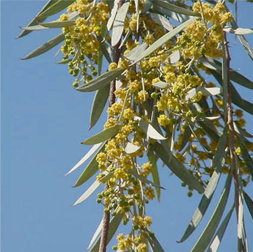 Acacia pendula 1g