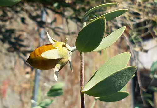 Simmondsia chinensis flowers close-up