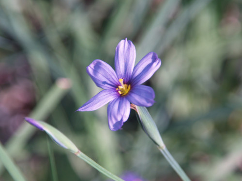 Sisyrinchium bellum flower close-up