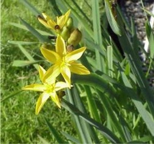 Sisyrinchium californicum 1g