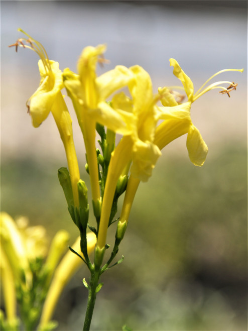 Tecomaria capensis 'Aurea' flowers close-up